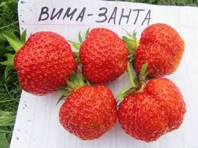 Полуниця Чамора Турусі (здоровий сорт)
