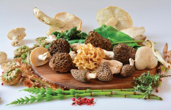 Сморчок конічний 10 г | Зображення 2