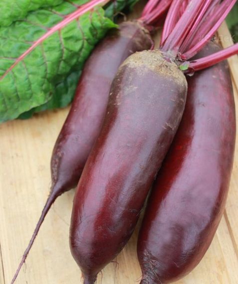 Насіння буряка Циліндра 0,5 кг (Насіння країни) | Зображення 1