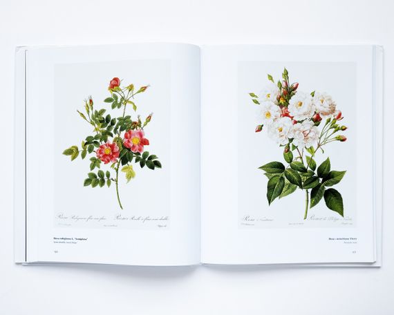 Великі художники П'єр-Жозеф Редуте. Redoute the bible of rose мистецтво живопис книги для художників | Зображення 4
