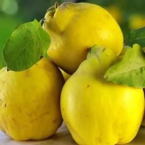 Айва "Кубанська врожайна" (осінній сорт, ранній термін дозрівання)