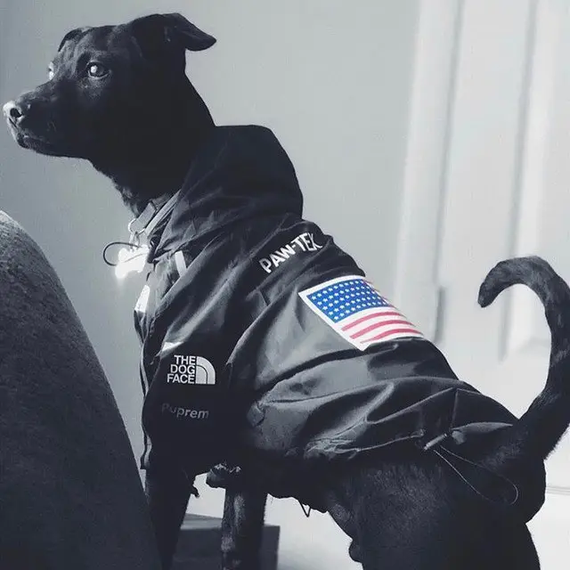 Куртка ветровка с тонкой подкладкой водонепронциаемая the dog face для собак черная XXL размер | Зображення 7