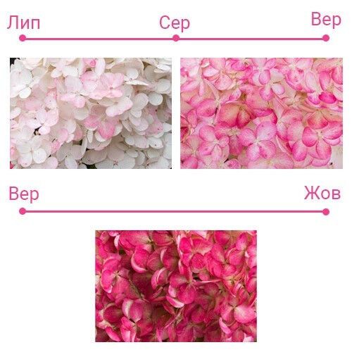 Гортензія Pink & Rose (саджанці) | Зображення 3