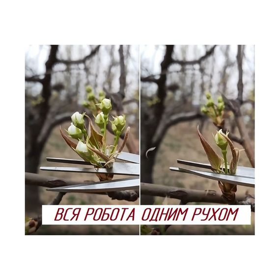 Двосторонній секатор-ножиці для проріджування і обрізки | Зображення 4