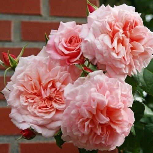Троянда Rose de Tolbiac (саджанці) | Зображення 1