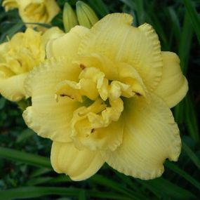 Лілейник Cabbage Flower (садженці)