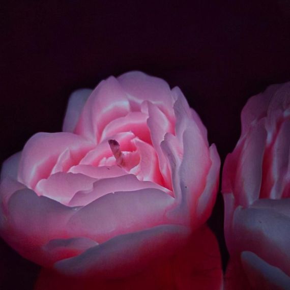 Cвiчка люмінісцентна низькотемпературна GlowKink рожева, L Sex Aura | Зображення 2