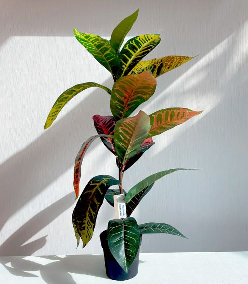 Штучний Кротон заввишки 60 см | Зображення 1