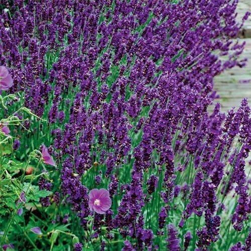 Лаванда Dark Hidcote Blue (сажіанці) | Зображення 1