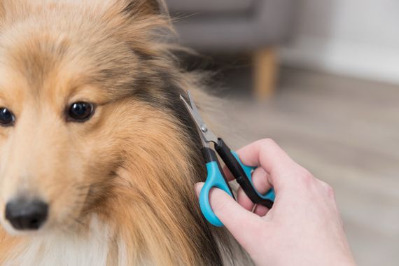 Ножиці для морди та лап Trixie, 8 см | Зображення 2