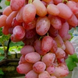 Виноград Геліос