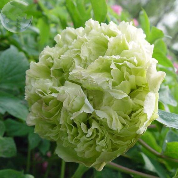 Півонія Pea Green Dou Lu деревоподібна (саджанці) | Зображення 1