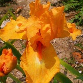 Ірис Glazed Orange (кореневища)