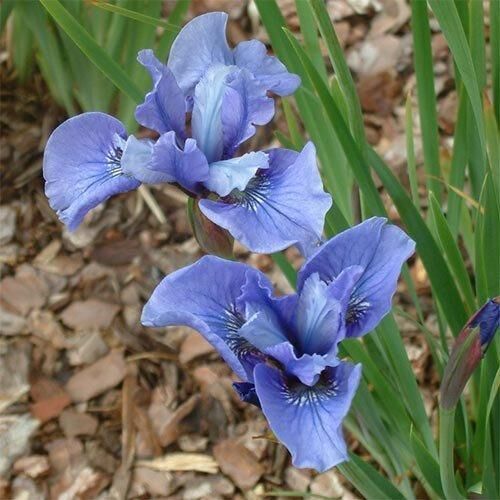 Ірис Siberica Ego (кореневища) | Зображення 2