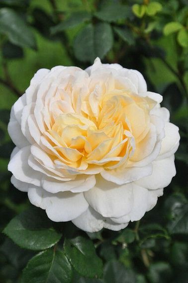Троянди Crocus Rose (саджанці) | Зображення 1