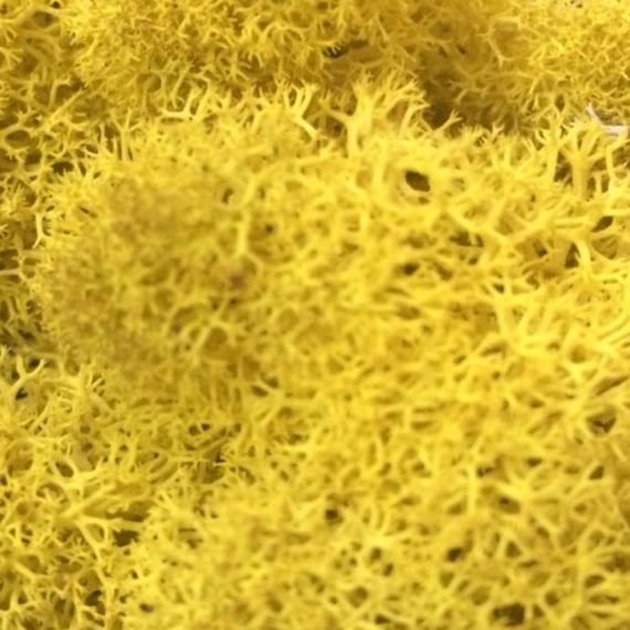 Очищенный стабилизированный мох ягель Nordic moss Желтый классический 5 кг | Зображення 2