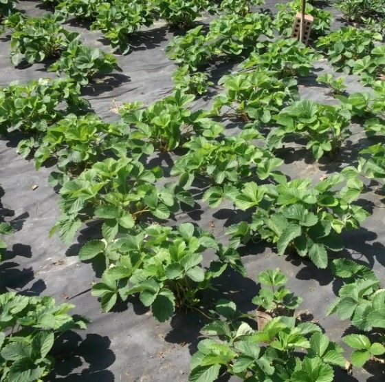 Агроволокно Shadow 50 г/м² 1,6 x 100 м АВЧР00004 | Зображення 2