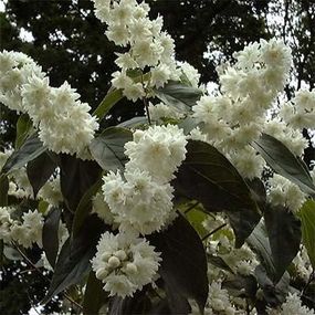 Дейція Magnifica (саджанці)