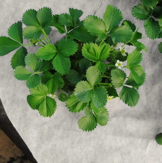 Агроволокно Shadow 50 г/м², 1,07х50 м, чорно-біле (АВЧБР00011) | Зображення 2