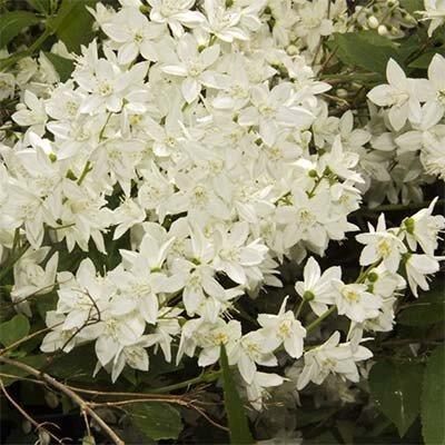 Дейція Gracilis (саджанці) | Зображення 3