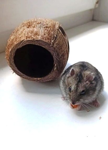 Будиночок для хом'яка з кокоса | Зображення 2