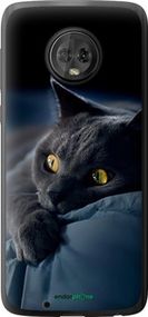 Чохол на Motorola Moto G6 Димчастий кіт "825u-982-2448"