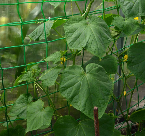 Огуречная сетка 15*18 1.50*500 метров Агрокремень | Зображення 8