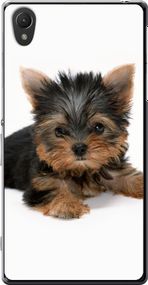 Чехол на Sony Xperia Z2 D6502/D6503 Щенок йоркширского терьера "931u-43-17620"