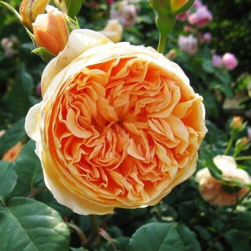 Троянди Crown Princess Margareta (саджанці) | Зображення 2