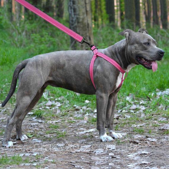 Шлея для собак BronzeDog Active нейлоновая розовая 2х45-60 см 71/1306/T | Зображення 1