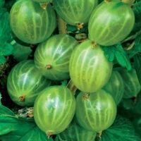 Аґрус Мукурокнес