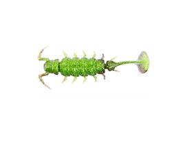 Силікон Alien Bug Lucky John Pro Series 2.5in / 63мм / 7шт / колір T48 (140165-T48)