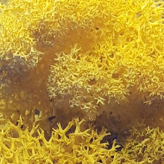 Стабилизированный мох ягель Nordic moss Желтый лимонный 5 кг | Зображення 2