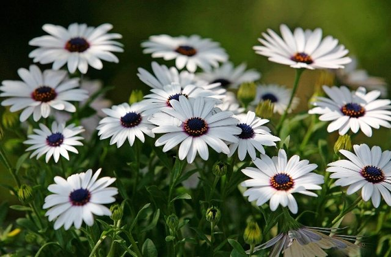 Насіння Диморфотека Блиск зірки 0,2 г (Насіння країни) | Зображення 3