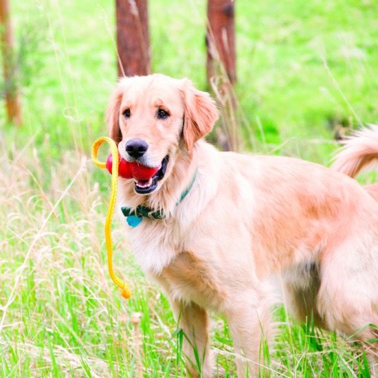 Іграшка для собак Kong Classic With Rope, 9 см | Зображення 1