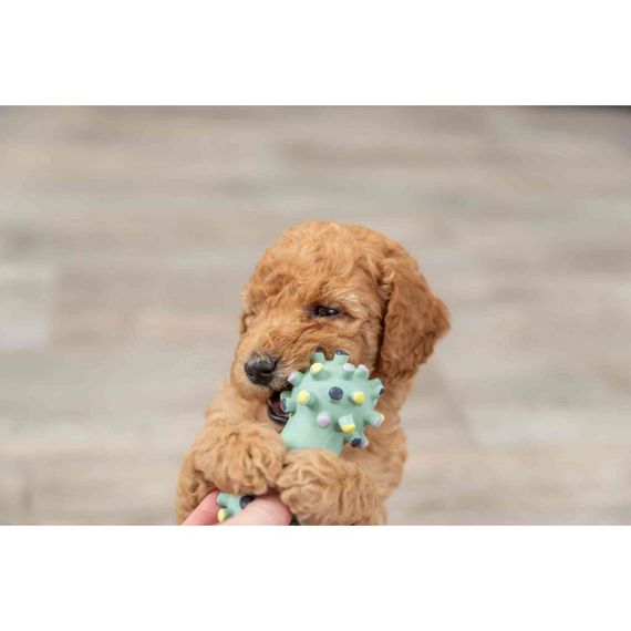 Іграшка Trixie Junior Mini Dumbbell для цуценят Гантель голчаста латекс 10 см | Зображення 2