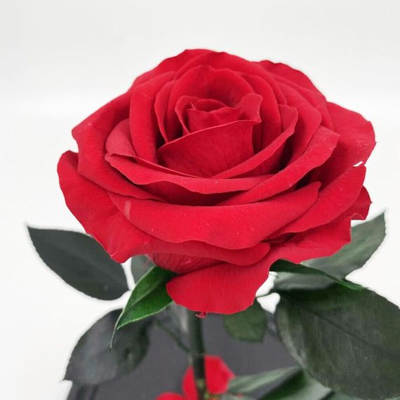 Троянда в колбі з LED підсвічуванням 20 см, на батарейках, Червона / Вічна троянда / Подарункова декоративна троянда-нічник | Зображення 3