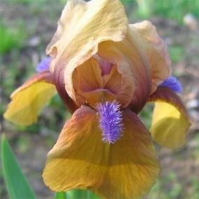 Ірис Pumila Jaillanais (кореневища)