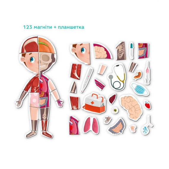 Розвиваюча магнітна гра "Людське тіло" DoDo 200220 | Зображення 3