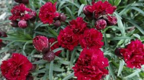 Гвоздика Махрова "Sunflor Desire"