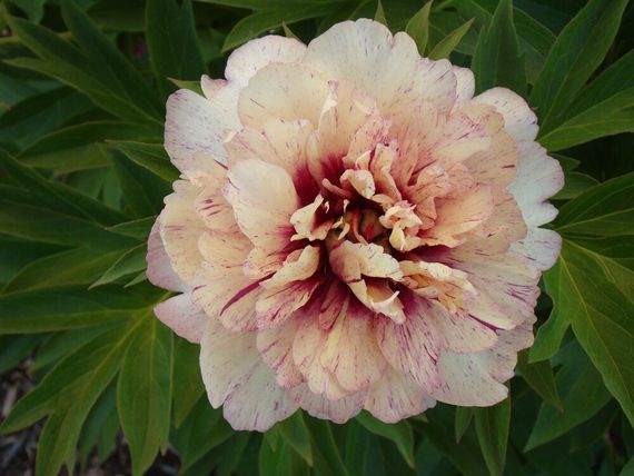 Півонія Олл Зет Джаз (Paeonia All That Jazz) кореневище | Зображення 1