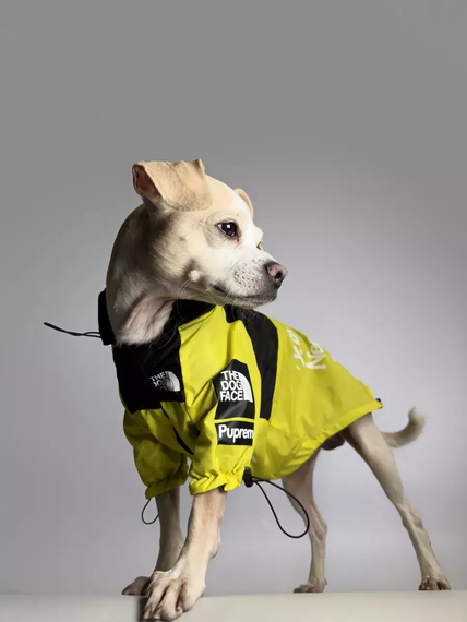 Куртка ветровка з тонкою підкладкою водонепроникна the dog face для собак жовта L розмір | Зображення 2