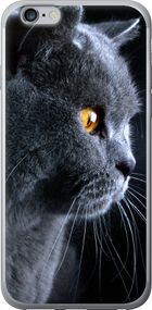 Чехол на iPhone 6s Plus Красивый кот "3038u-91-17620"