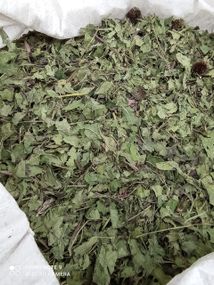 Ехінацея  (трава з цвітом), 100г.