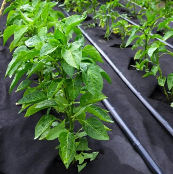 Агроволокно Shadow 50 г/м², 1,6х100 м, з перфорацією (3 отвори), чорно-біле (АВЧБП0003) | Зображення 1