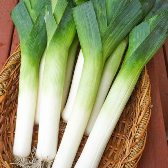Насіння цибулі Порей 0,5 г (Насіння країни) | Зображення 1