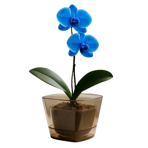 Вазон Pera Орхідея 2,3л карамельно-бурштиновий прозорий ELIF