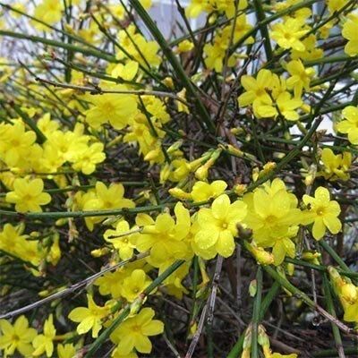 Жасмин Nudiflorum (саджанці) | Зображення 1