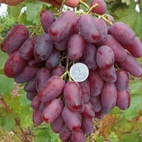 Виноград Ризамат