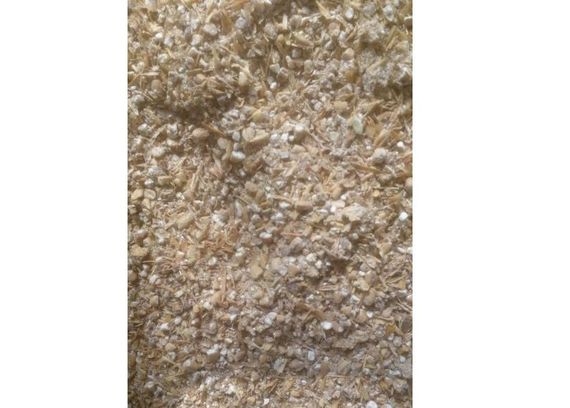 Моховик тріщинуватий (строкатий) - 10 г | Зображення 1